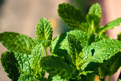 Close-up of plant