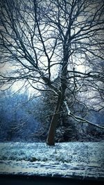 Bare trees against sky