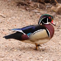 Close-up of a bird