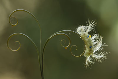 Close up of beautiful caterpillar