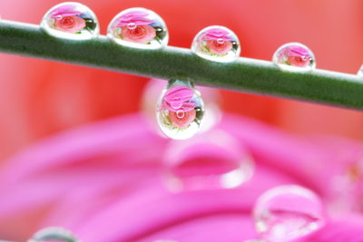 Close up of leaf