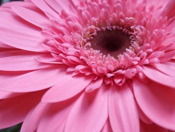 Close-up of pink dahlia