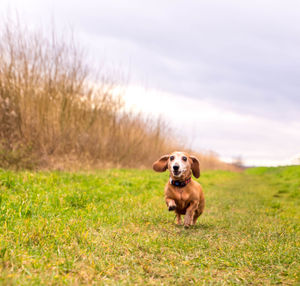 Portrait of dog running on grassy field