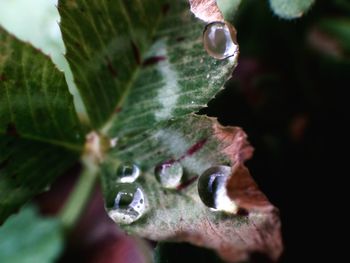 Close-up of water drop on leaf