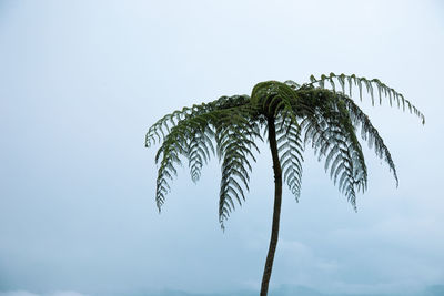 Low angle view of coconut palm tree against sky