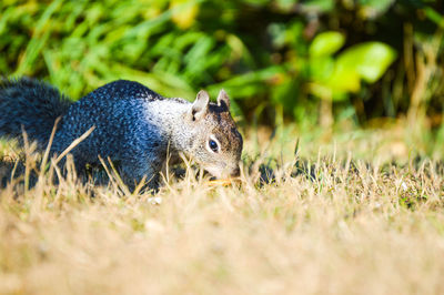 Close-up of lizard on field