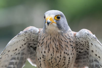 Close up portrait of a common kestrel  with open wings