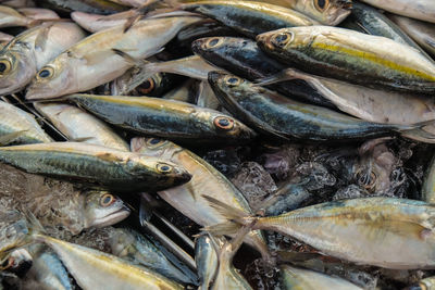 High angle view of fish for sale in market