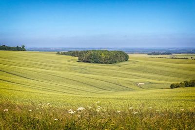 Scenic view of agricultural field against sky