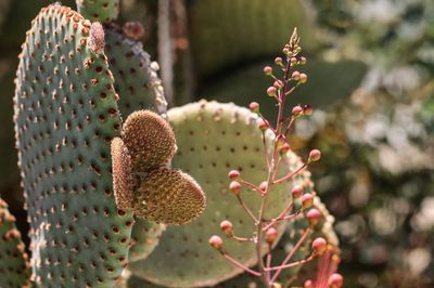 Close-up of prickly pear cactus