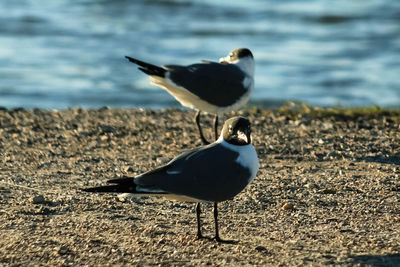 Close-up of birds