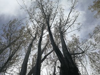 Low angle view of bare trees against sky