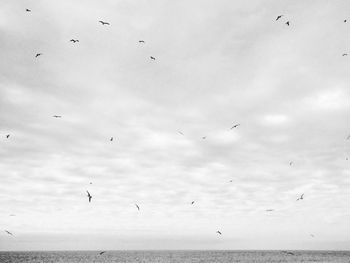 Low angle view of seagulls flying over sea against sky