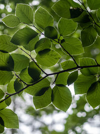 Low angle view of leaves on tree