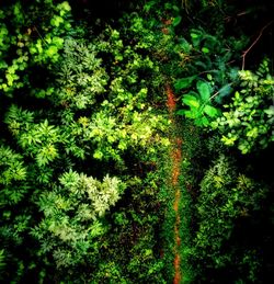 View of lush trees in forest