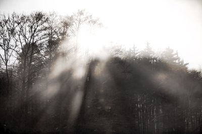 Low angle view of trees in forest against sky