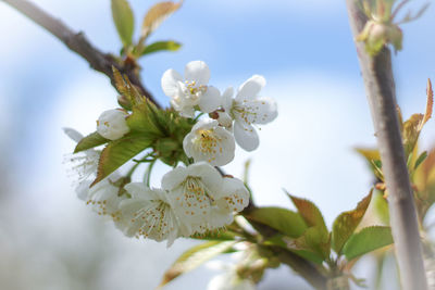 Close-up of white cherry blossom tree