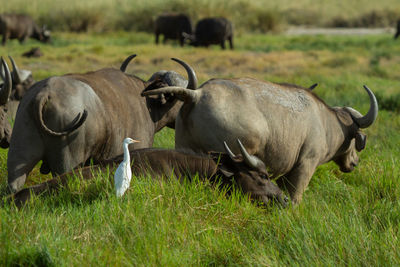 White bird with a herd of african buffalo in a field in the maasai mara in kenya