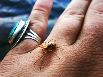 Close-up of hand holding spider