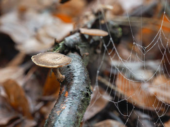 Close-up of spider web on plant