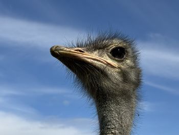 ostrich