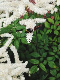 Close-up of white flowers on plant during winter