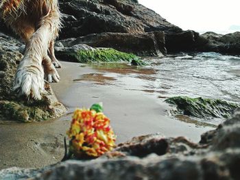 Close-up of crab on beach