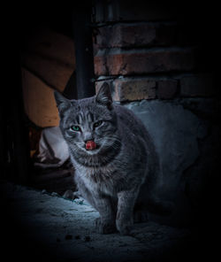 Portrait of cat sitting on wall