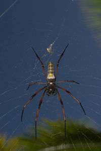 Close-up of spider on web