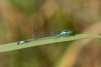 Close-up of insect on leaf