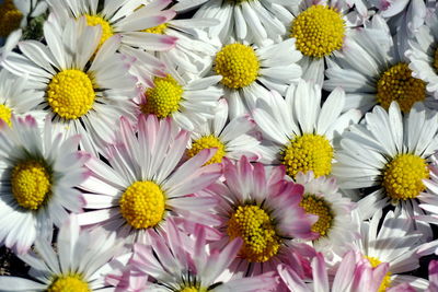 Full frame shot of yellow flowering plants