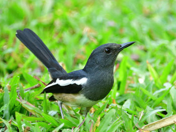 Close-up of a bird on field