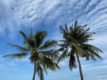 Low angle view of palm trees against sky