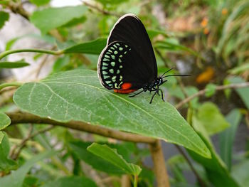 Butterfly on leaf