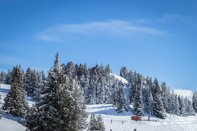 Snow covered trees against sky