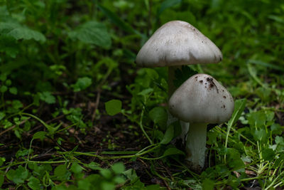 Close-up of mushroom growing on field