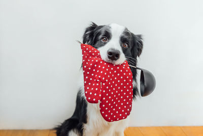 Portrait of dog against white background