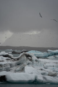 Low angle view of birds flying over icebergs floating in a lagoon