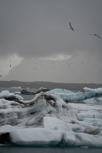 Low angle view of birds flying over snow