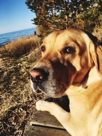 Close-up of dog by trees against sky