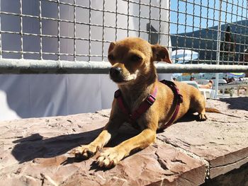 Dog looking away while standing in cage