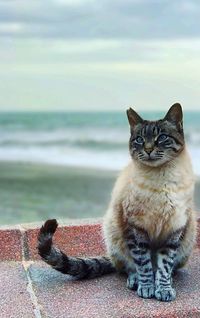 Portrait of cat on beach against sky