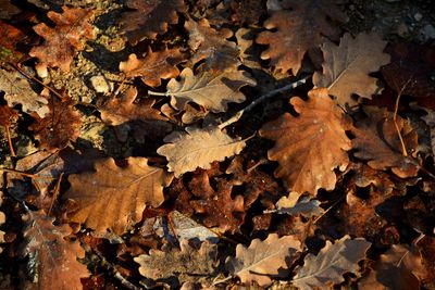 Close-up of dry maple leaves on tree