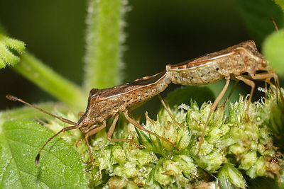 Close-up of insect on plant