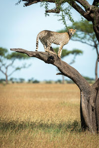 Cheetah standing on tree branch