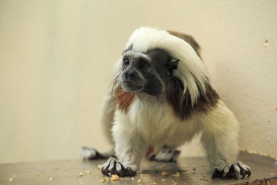 Close-up of a dog looking away