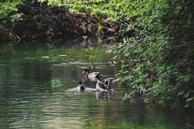 Ducks swimming in lake