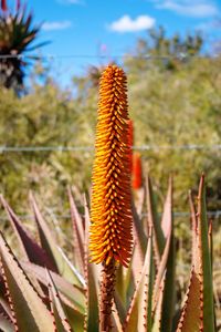 Close-up of succulent plant on field against sky