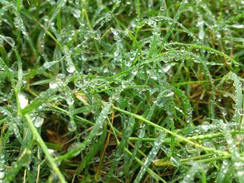 Close-up of leaves