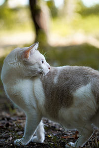 Close-up of a cat on field